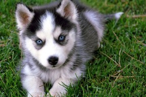 华体会hth-时空裂痕下的篮球统治，当约基奇空降猛龙vs老鹰之战