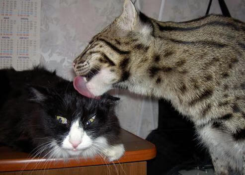 华体会网址-当摩纳哥遇见加拉加斯，托尼的完美之夜与一个篮球小国的爆冷奇迹  第2张