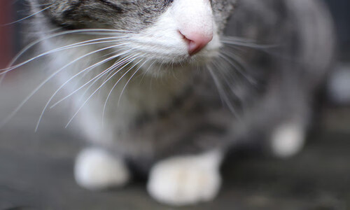 华体会登录-钢铁脊梁，当瑞士军刀出鞘，阿坎吉一战征服哥伦比亚  第1张